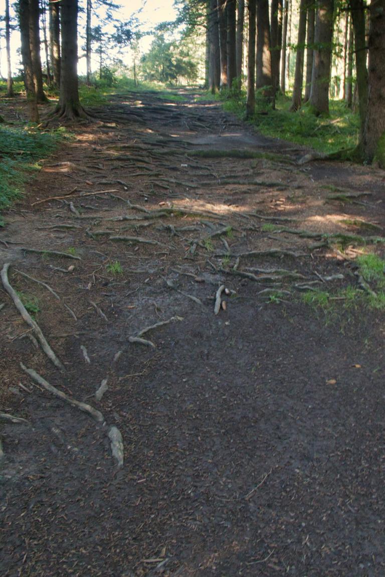Gravelbike schieben auf verwurzeltem Waldweg Allgäu